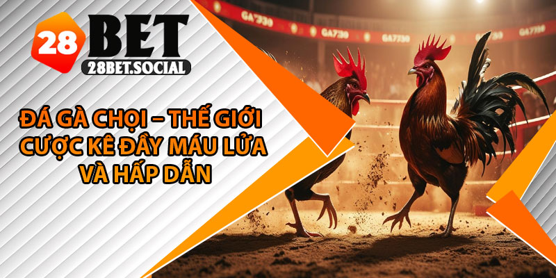 Đá Gà Chọi – Thế Giới Cược Kê Đầy Máu Lửa Và Hấp Dẫn 1 Đá Gà Chọi – Thế Giới Cược Kê Đầy Máu Lửa Và Hấp Dẫn