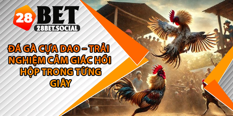 Đá Gà Cựa Dao – Trải Nghiệm Cảm Giác Hồi Hộp Trong Từng Giây 1 Đá Gà Cựa Dao – Trải Nghiệm Cảm Giác Hồi Hộp Trong Từng Giây