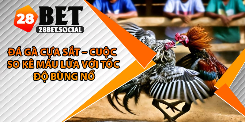 Đá Gà Cựa Sắt – Cuộc So Kê Máu Lửa Với Tốc Độ Bùng Nổ 1 Đá Gà Cựa Sắt – Cuộc So Kê Máu Lửa Với Tốc Độ Bùng Nổ