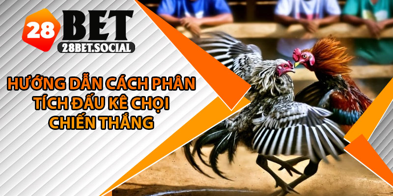 Đá Gà Chọi – Thế Giới Cược Kê Đầy Máu Lửa Và Hấp Dẫn 4 Hướng dẫn cách phân tích đấu kê chọi chiến thắng
