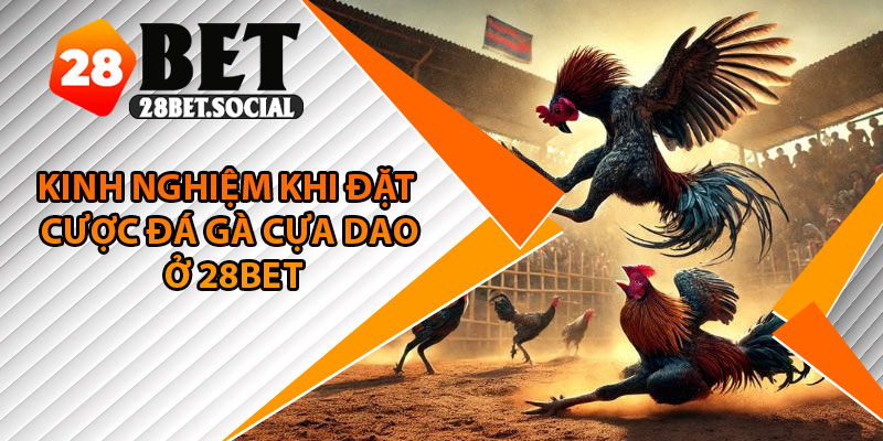 Đá Gà Cựa Dao – Trải Nghiệm Cảm Giác Hồi Hộp Trong Từng Giây 4 Kinh nghiệm khi đặt cược đá gà cựa dao ở 28Bet