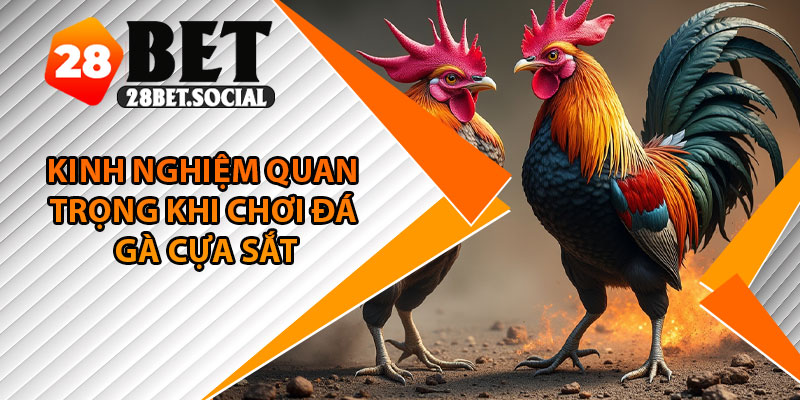 Đá Gà Cựa Sắt – Cuộc So Kê Máu Lửa Với Tốc Độ Bùng Nổ 4 Kinh nghiệm quan trọng khi chơi đá gà cựa sắt