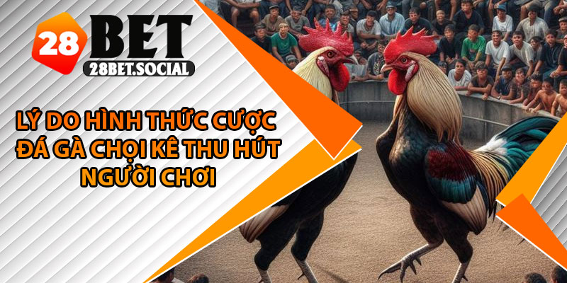 Đá Gà Chọi – Thế Giới Cược Kê Đầy Máu Lửa Và Hấp Dẫn 3 Lý do hình thức cược đá gà chọi kê thu hút người chơi