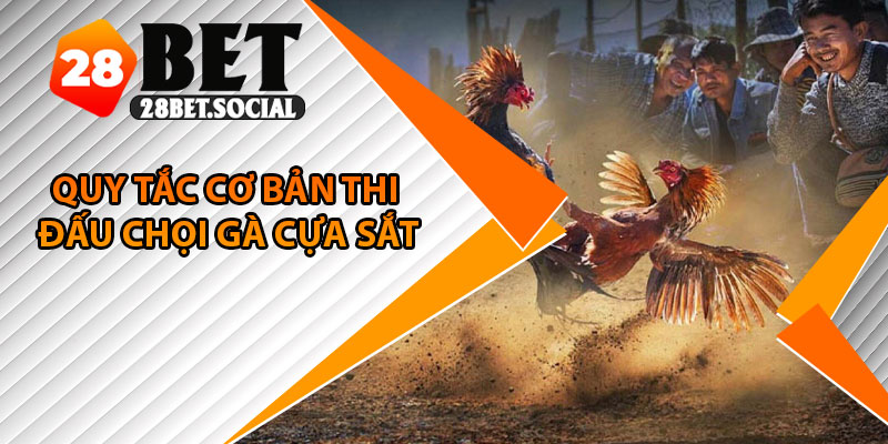 Đá Gà Cựa Sắt – Cuộc So Kê Máu Lửa Với Tốc Độ Bùng Nổ 3 Quy tắc cơ bản thi đấu chọi gà cựa sắt